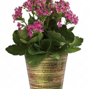Simply Happy Kalanchoe Plant by Teleflora