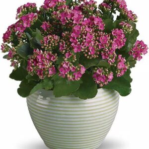 Bountiful Kalanchoe
