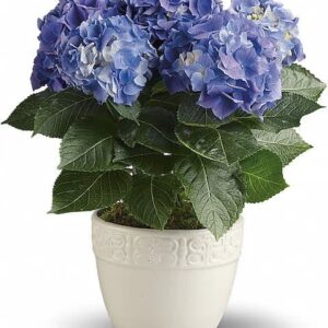 Happy Hydrangea – Blue