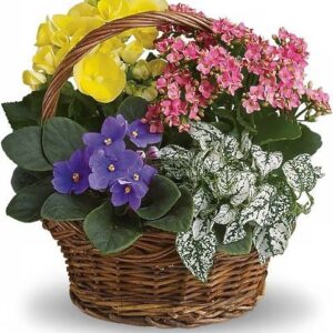 Spring Has Sprung Mixed Basket