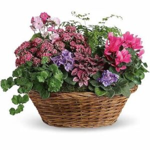 Simply Chic Mixed Plant Basket