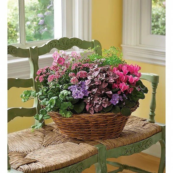 Simply Chic Mixed Plant Basket - Image 2