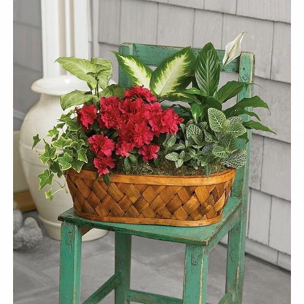 Plants Galore - Image 2