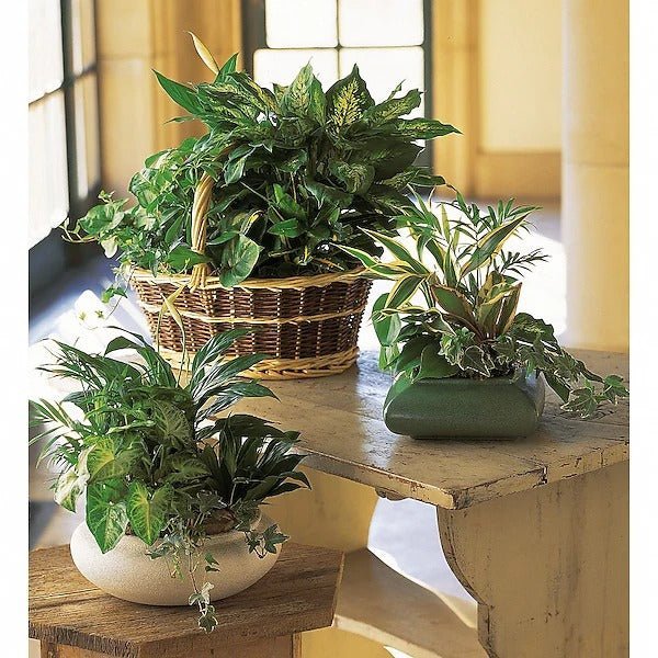 Large Basket Garden - Image 2