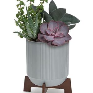 Teleflora’s Mod Succulents