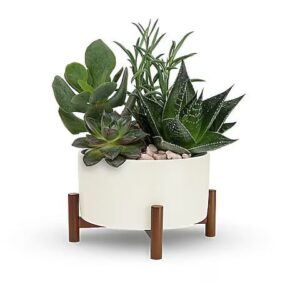 Teleflora’s Mid-Century Garden