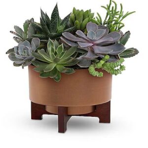 Teleflora’s Harvest Succulent Garden