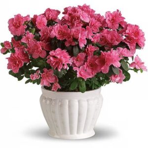 Pretty In Pink Azalea