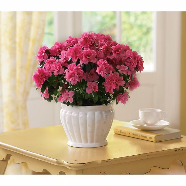 Pretty In Pink Azalea - Image 2