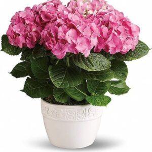 Happy Hydrangea – Pink