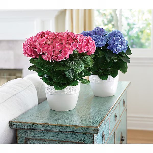 Happy Hydrangea - Pink - Image 2