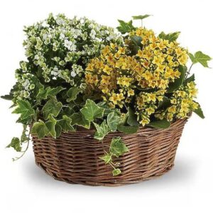 Basket of Joy
