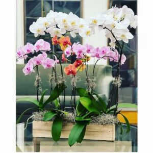 Orchid Garden Style C