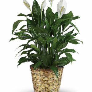 Simply Elegant Spathiphyllum (Peace Lily) – Large