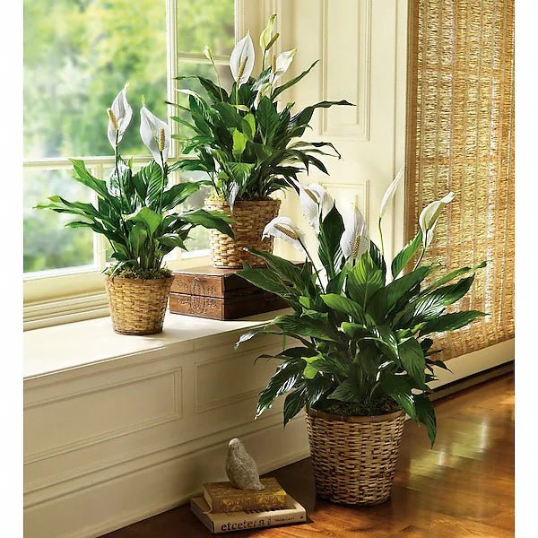 Simply Elegant Spathiphyllum (Peace Lily) - Large - Image 2