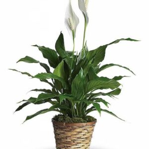 Simply Elegant Spathiphyllum (Peace Lily) – Small