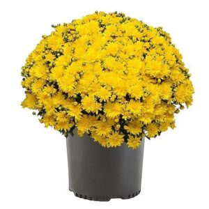 Fall Mums