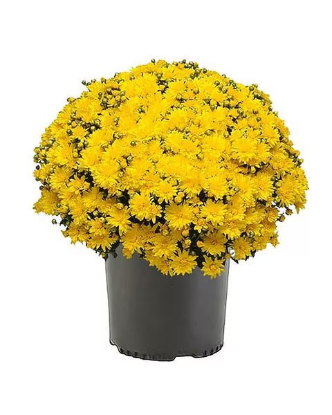 Fall Mums - Image 2