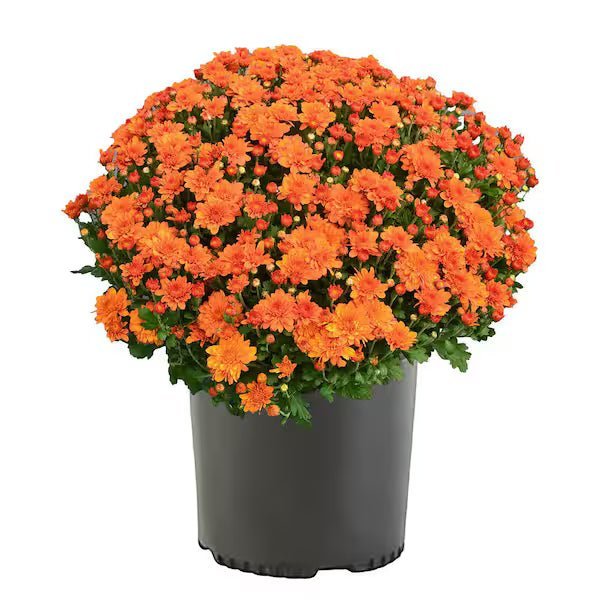 Fall Mums - Image 3