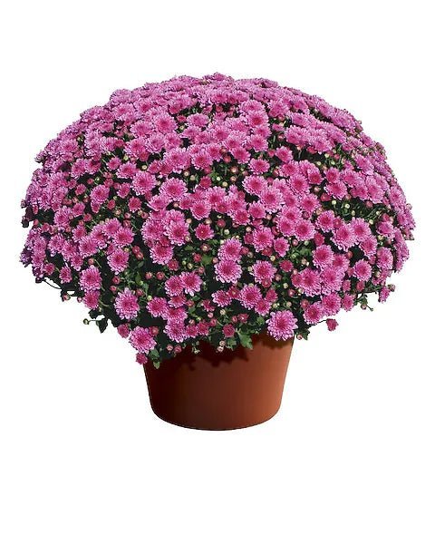 Fall Mums - Image 4