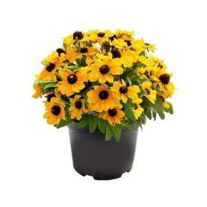 Rudbeckia