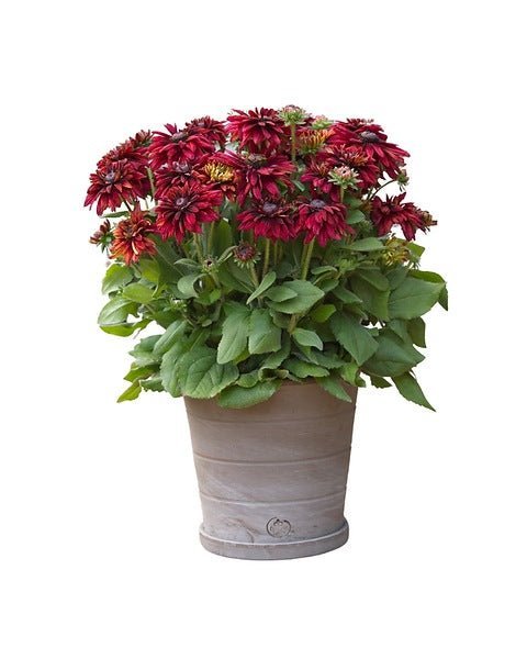 Rudbeckia - Image 2