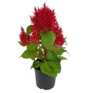 Celosia