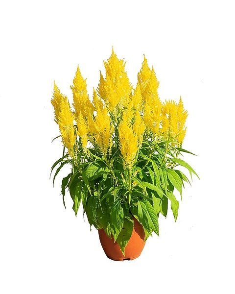 Celosia - Image 3