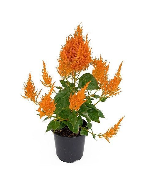 Celosia - Image 4