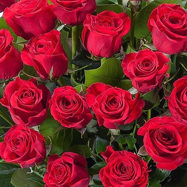 Explosion of Roses - Image 3