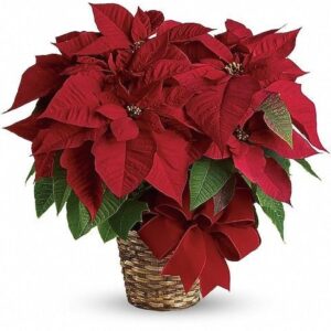 Red Poinsettia with Pot Cover