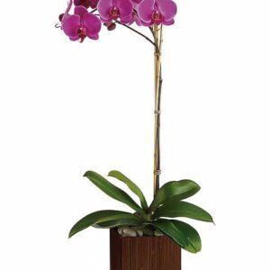 Teleflora’s Sublime Orchid
