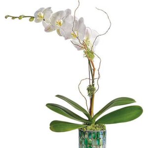 Teleflora’s Stained Glass Orchid