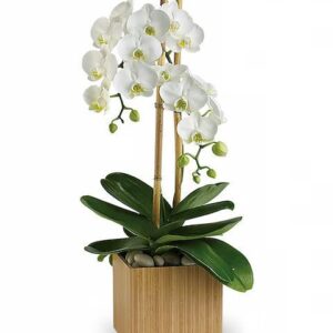 Teleflora’s Opulent Orchids