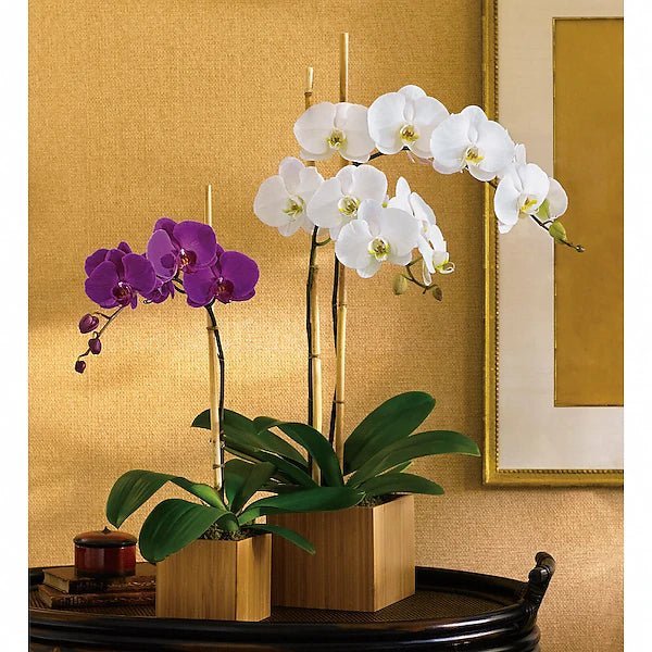 Teleflora's Opulent Orchids - Image 2