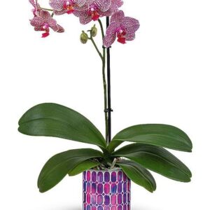 Teleflora’s Jewel Shine Orchid