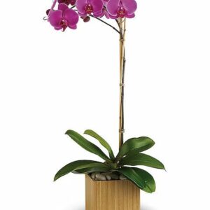 Teleflora’s Imperial Purple Orchid