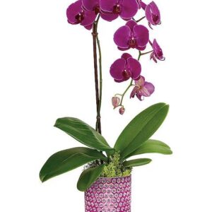 Teleflora’s Dazzling Orchid