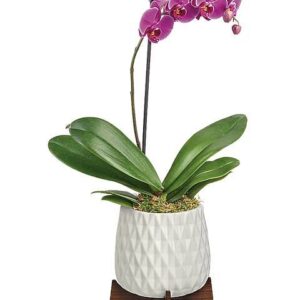 Teleflora’s Architectural Orchid Plant