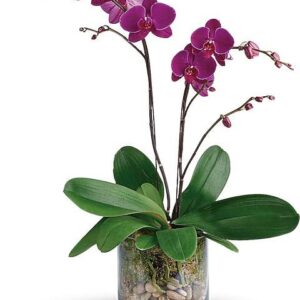Glorious Gratitude Orchid