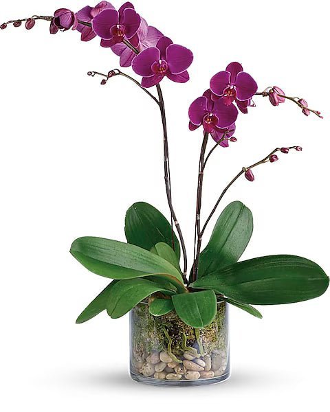 Glorious Gratitude Orchid
