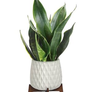 Teleflora’s Growing Art Sansevieria Plant
