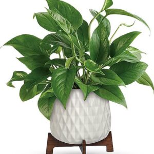 Teleflora’s Lush Leaves Pothos Plant