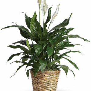 Simply Elegant Spathiphyllum (Peace Lily) – Medium