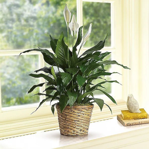 Simply Elegant Spathiphyllum (Peace Lily) - Medium - Image 2