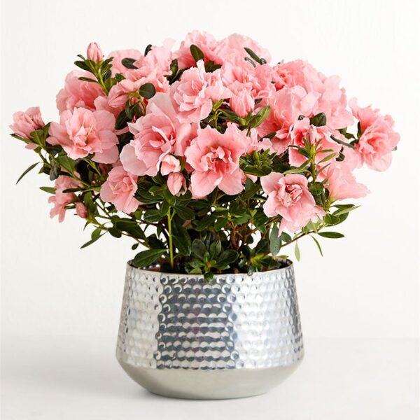 Pretty Pink Azalea