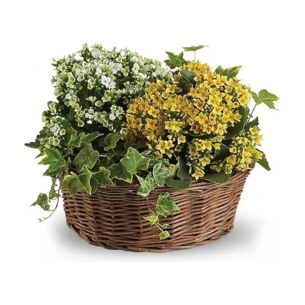 Colorful flowers in a woven basket
