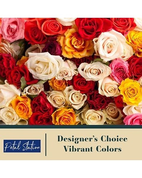 Designer Choice Vibrant Color