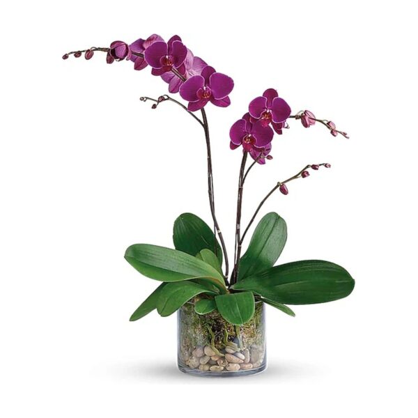 Gratitude Orchid