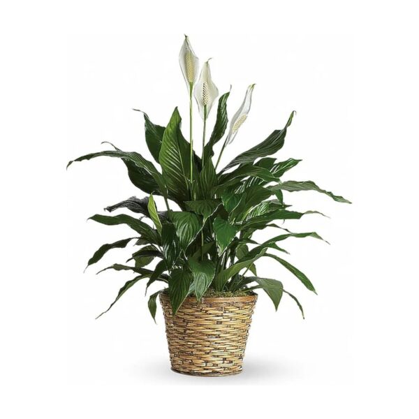 Elegant Spathiphyllum (Peace Lily) - Medium